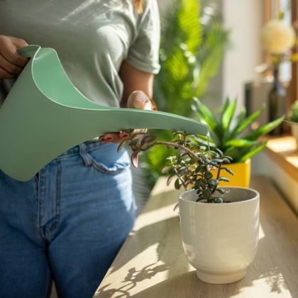 Girl watering little green plant